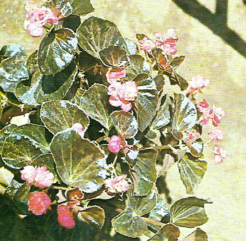 B. ‘Star Fire’